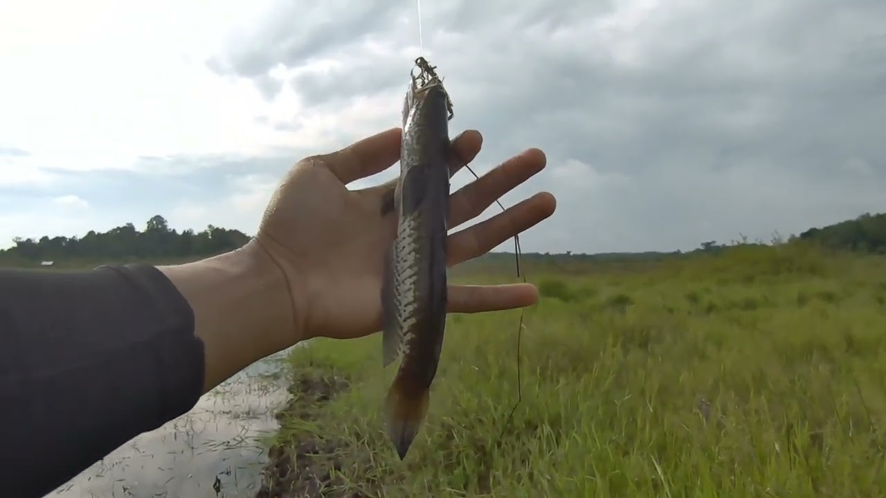 Full strike gabus part 19    #casting #fishing #slxdc #kocolan #mancing #snakehead #shimanoslx #fyp