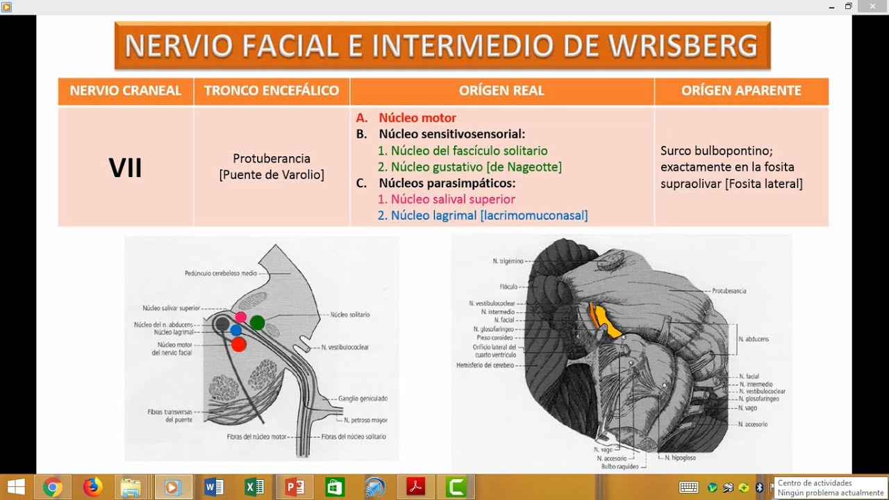 Nervio Facial