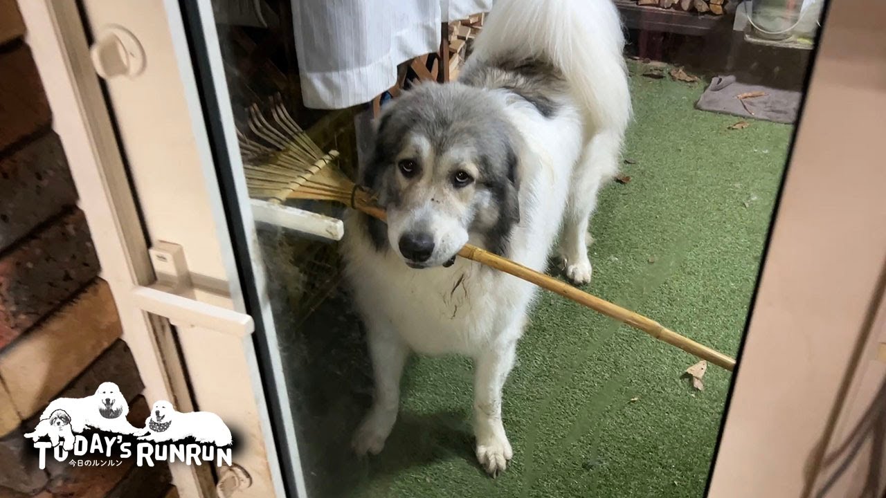 得意そうな顔をして熊手を室内に持ち込んだベルです　Great Pyrenees　グレートピレニーズ