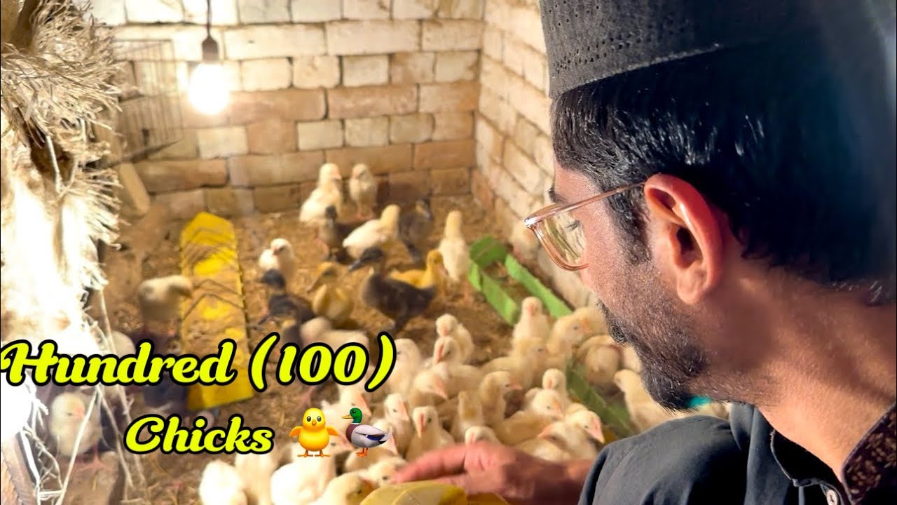 Aj MiniZoo Set HoGya 🤩 Ducks Bhi Mazzy Main Hain 