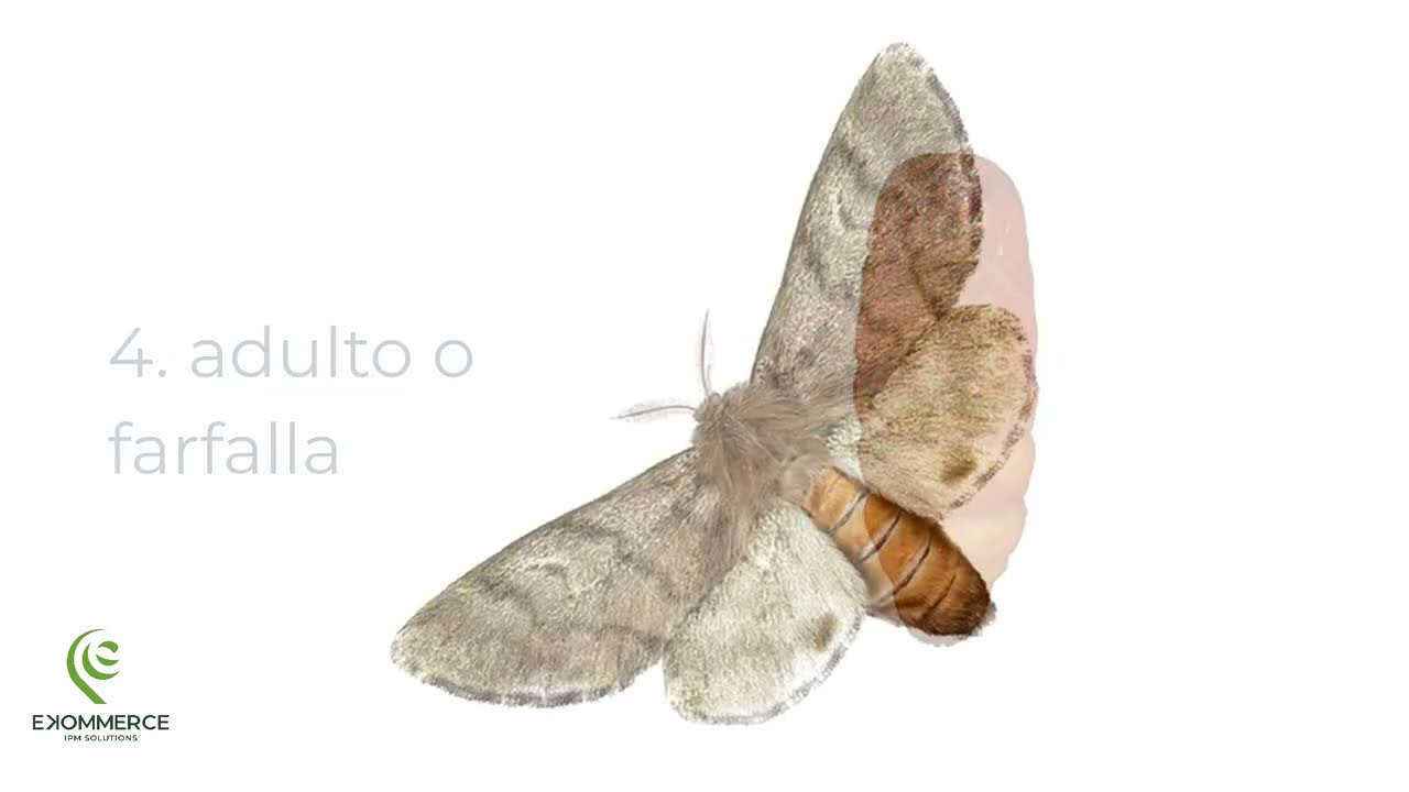 Il ciclo di vita della Processionaria del Pino