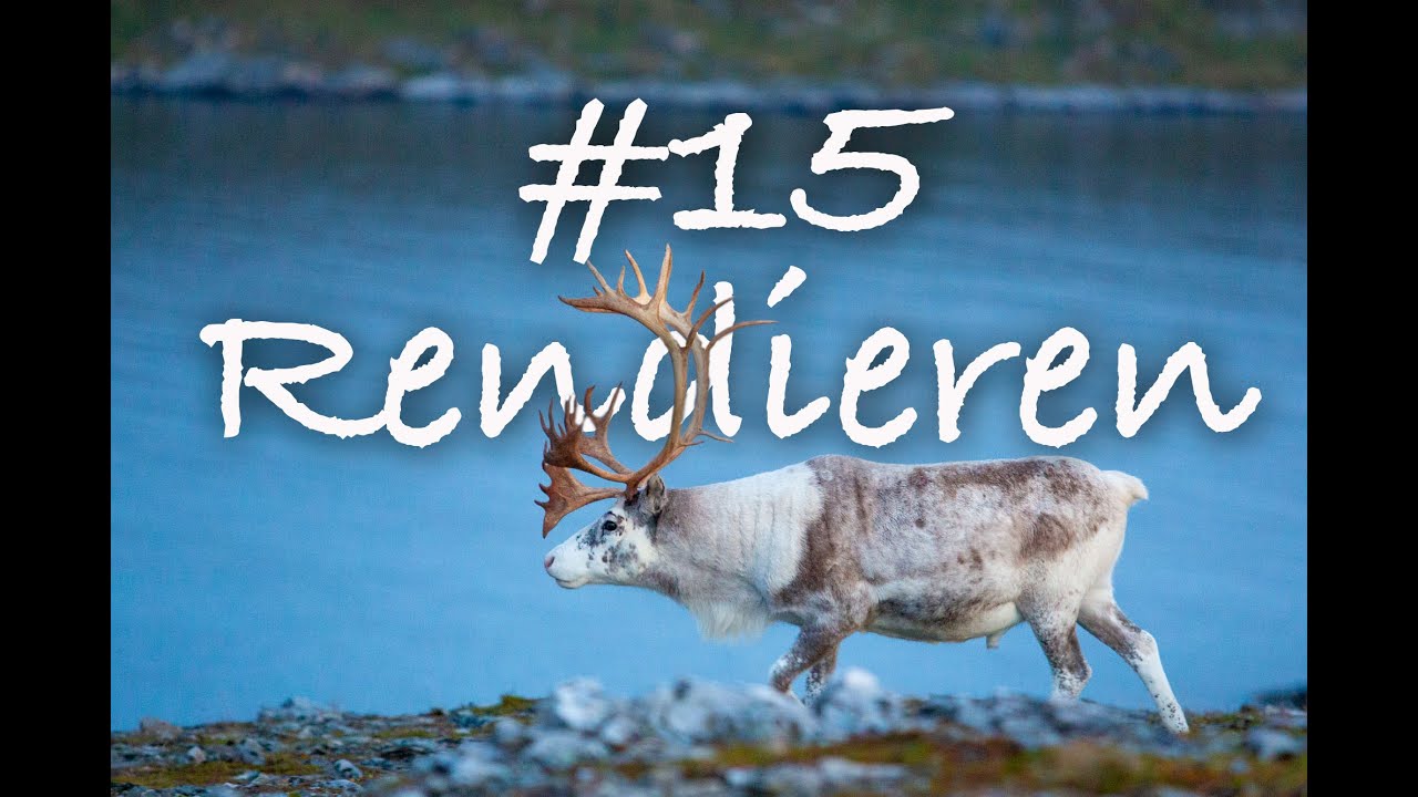 vlog #15 veel Rendieren   Reis naar de Noordkaap