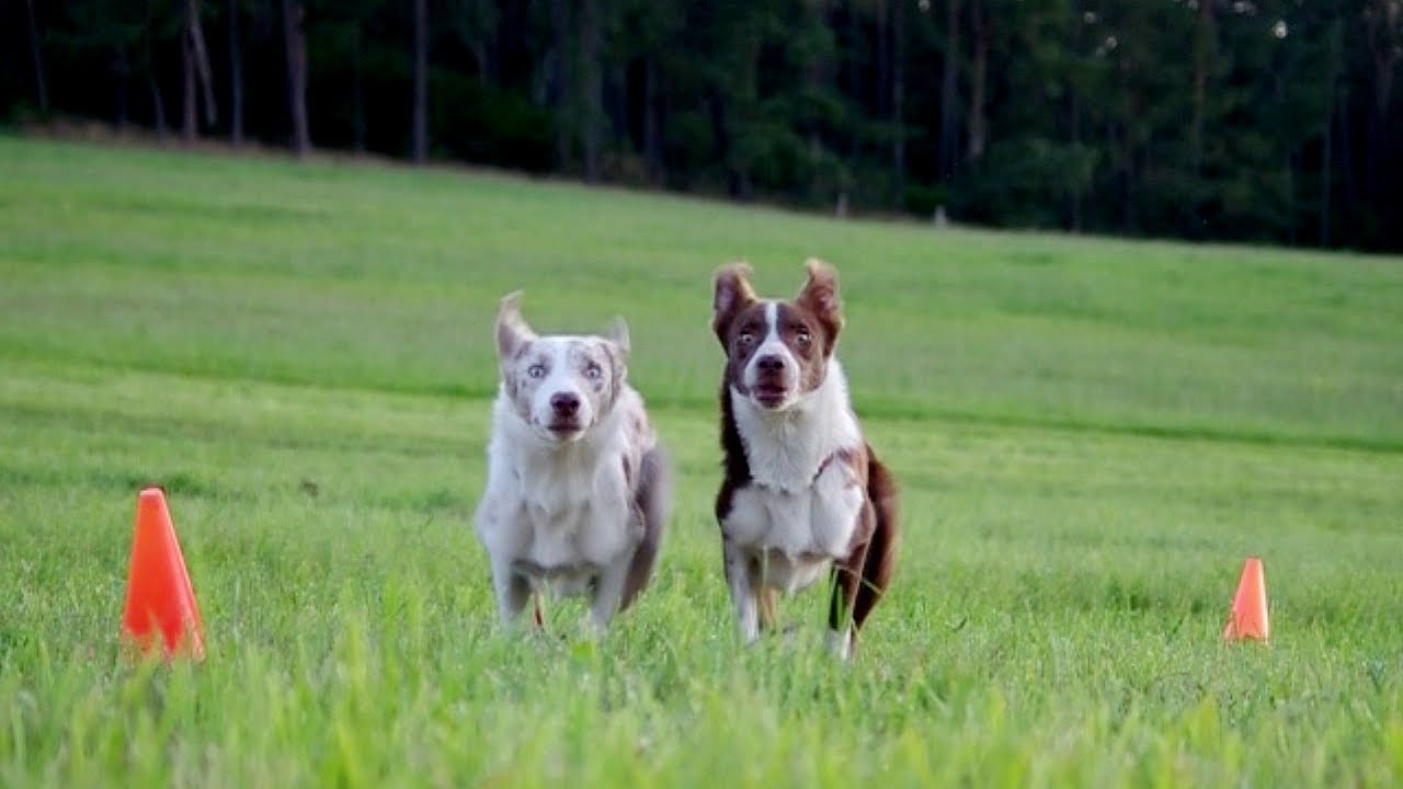 Aragorn & Legolas - OBEDIENCE - 10 months! Border Collie brothers
