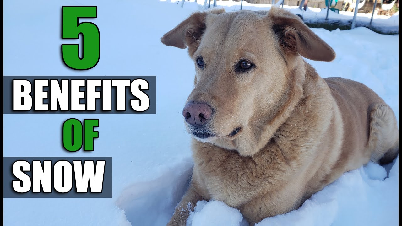 5 Benefits Of Snow In Your Garden