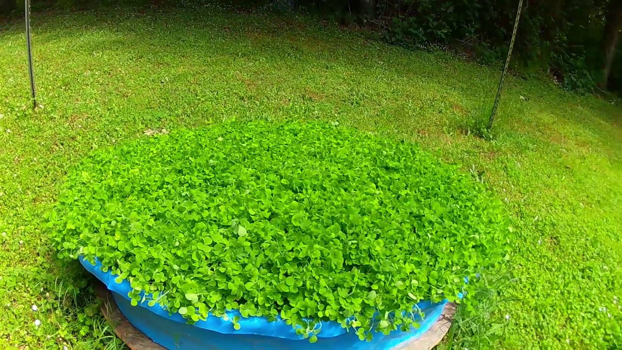 2020 OUTDOOR CANNABIS GROW