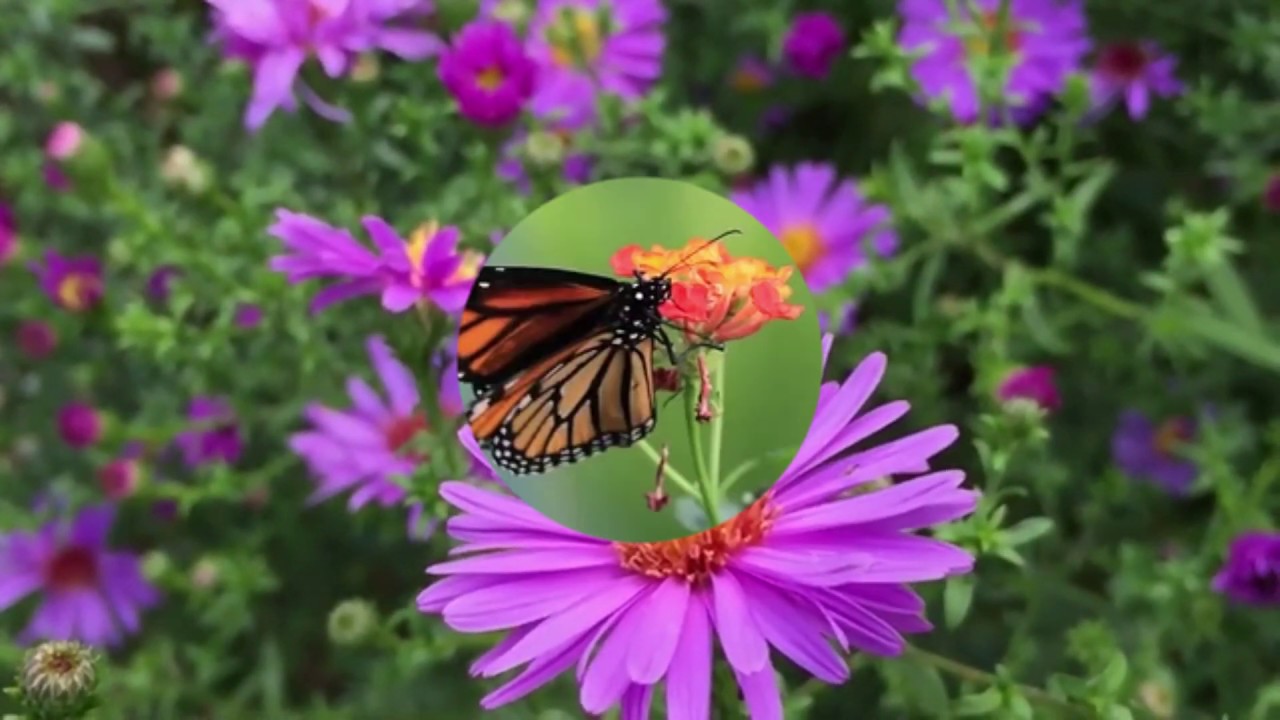 Informationsfilm om pollinat&ouml;rer - milj&ouml;uppgift