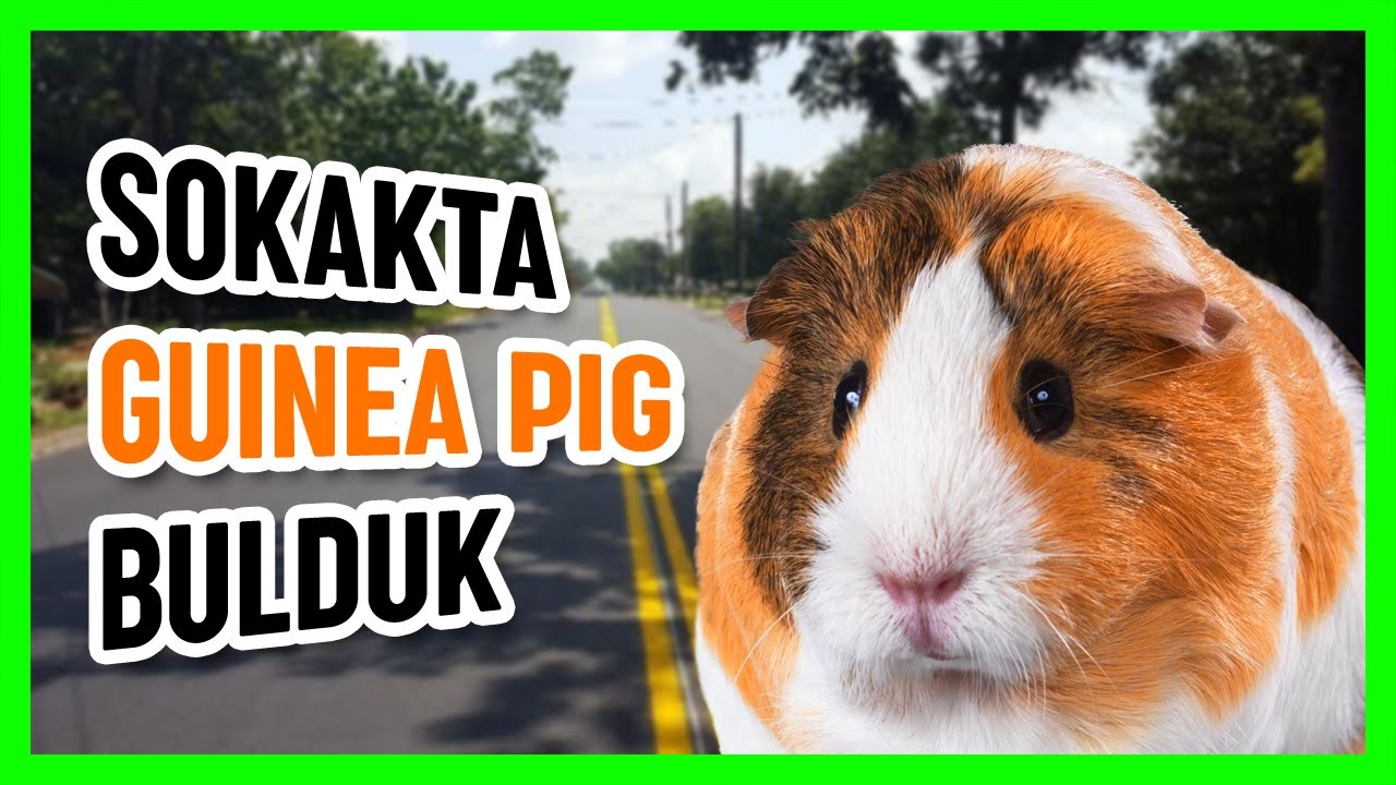 SOKAKTA GUINEA PIG BULDUK | İlkyaz ve Can