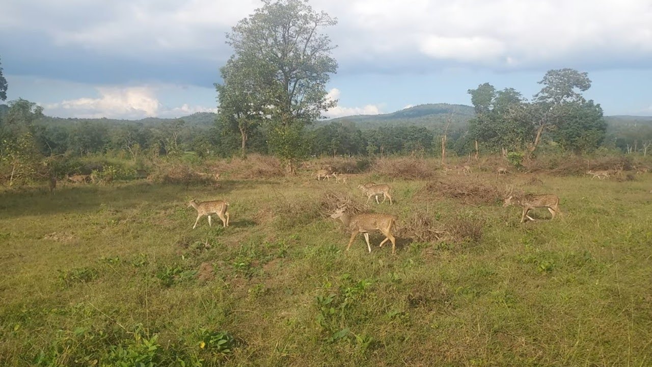 WildLife BANDIPUR 2560 1440 01 10 2024  8