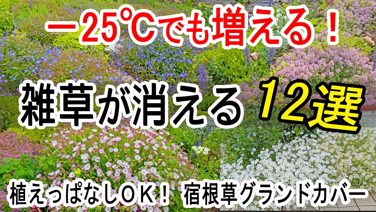 【保存版】－25℃でも増える！ほったらかしで雑草が消える宿根草グランドカバー12選
