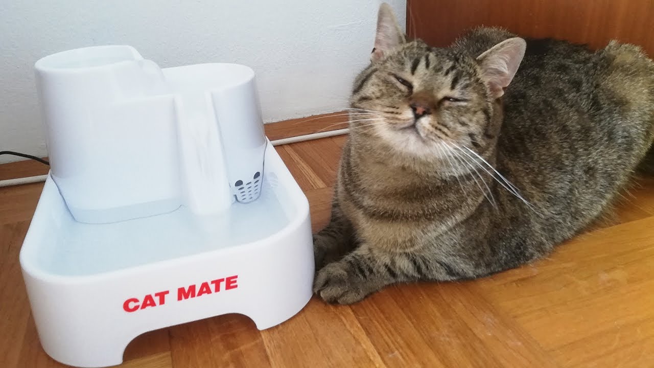 CAT MATE PET FOUNTAIN - First Impressions & Review by Dina & Lisa