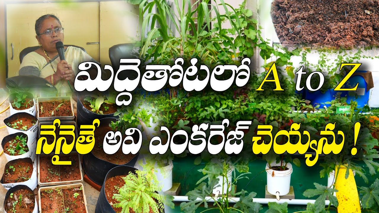 ఒక రోజు కూరకి సరిపోవాలంటే ఎన్ని మొక్కలు కావాలి | Terrace Gardening | Lalita