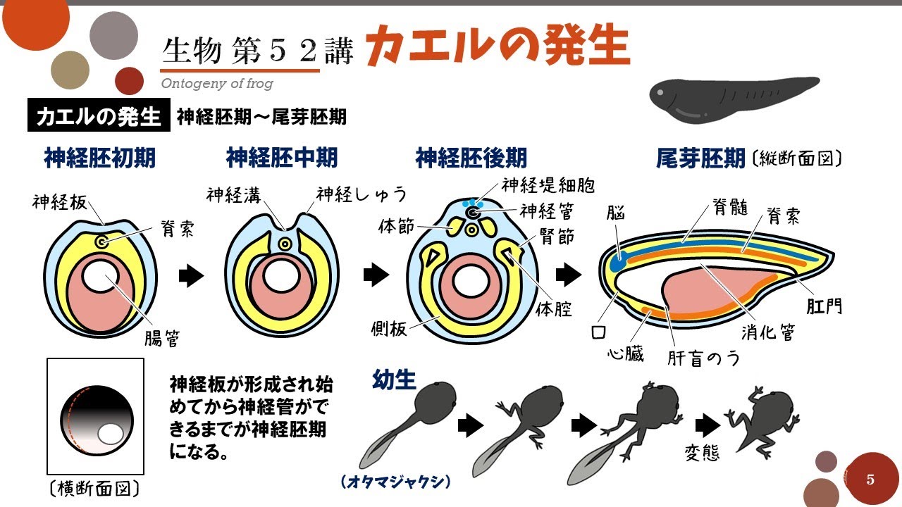 【高校生物】第52講「カエルの発生」受精卵から成体・各胚葉の分化