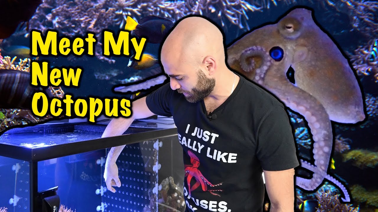 MY OCTOPUSES FINALLY MEET!!!