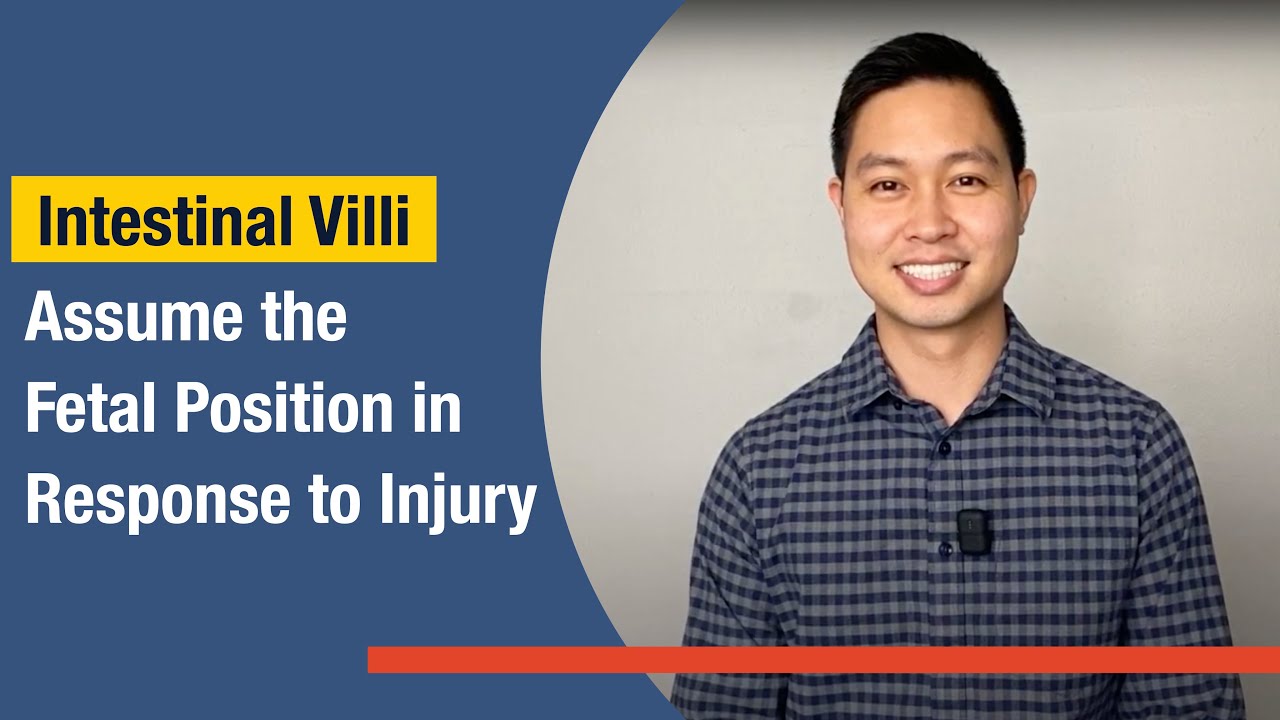 Intestinal Villi Assume the Fetal Position in Response to Injury