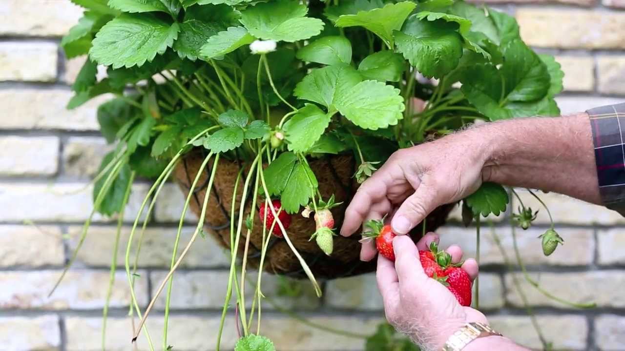 Jeunes plants de fraises Bomottes