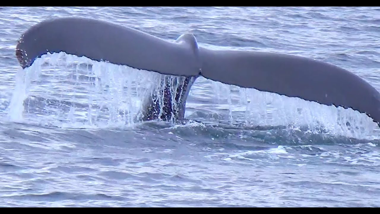 Whale watch - New England Aquarium, Boston #whale #boston