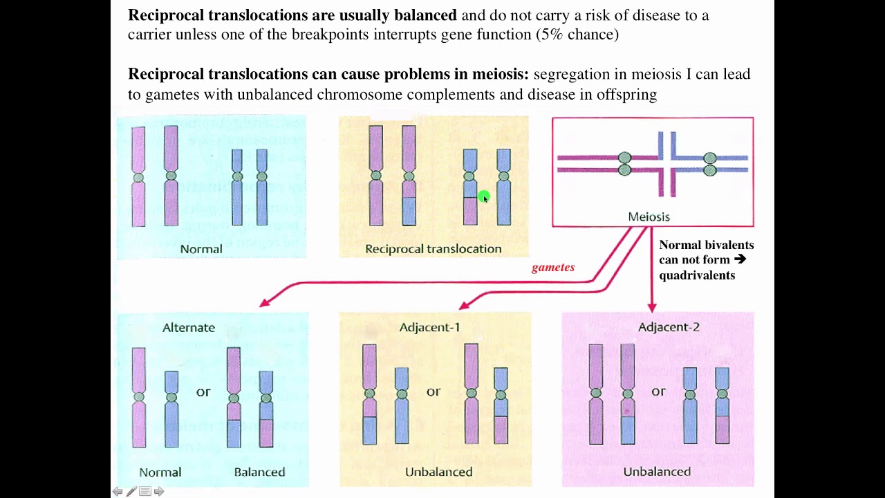 Cytogenetics II   Chromosome Translocations