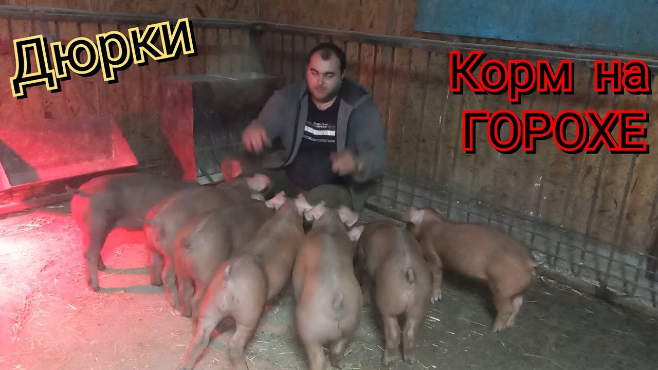 Зачем я  так делаю❓️Они выростут быстрее чем на БМВД❗️Риски будут оправданы!