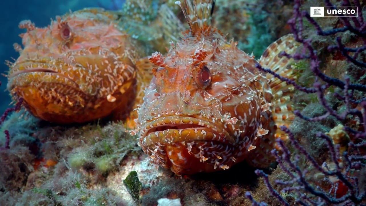 The Ocean's biodiversity ensures the health of the planet