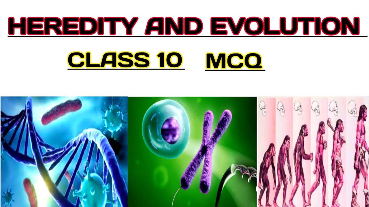 Heredity and evolution class 10 mcq/heredity and evolution class 10/heredity and evolution mcq