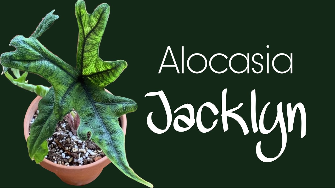 Alocasia jacklyn saksı değişimi / toprak karışımı hazırlama, genel bakımı ve rizomları