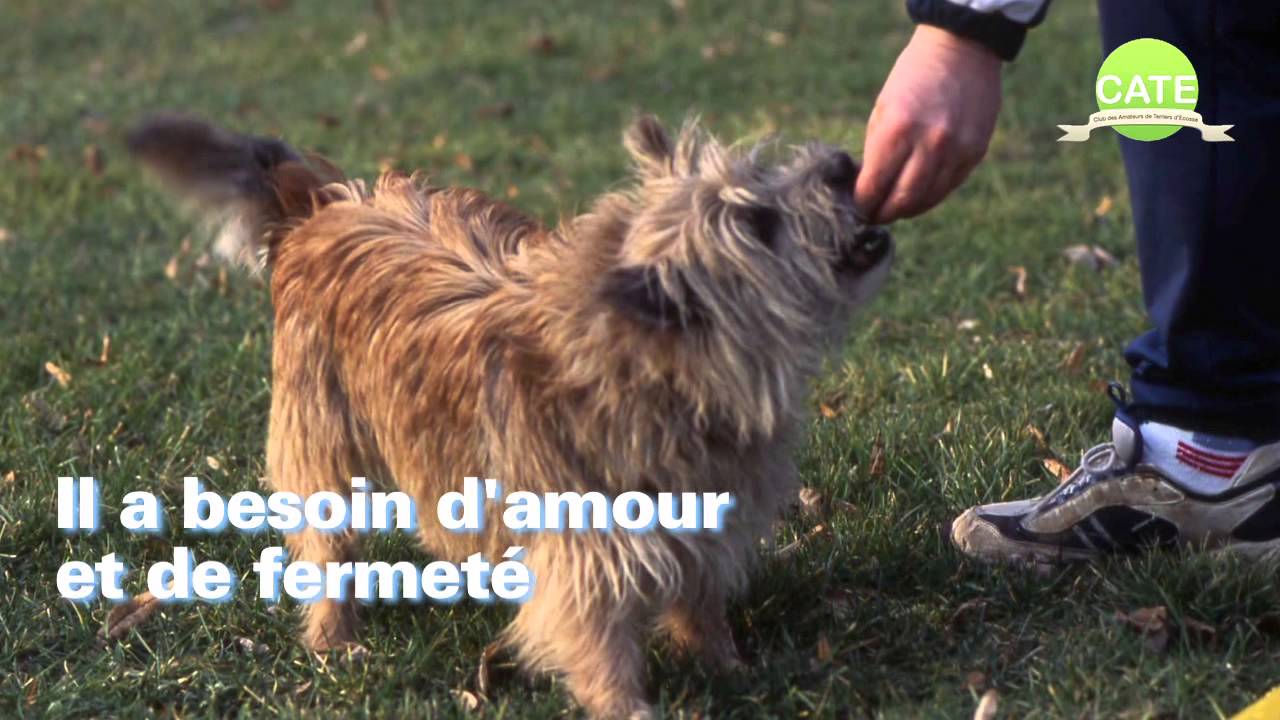 Le Cairn Terrier