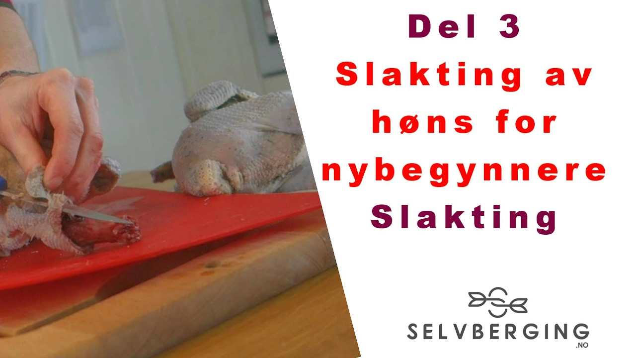 Slakting av h&oslash;ns for nybegynnere