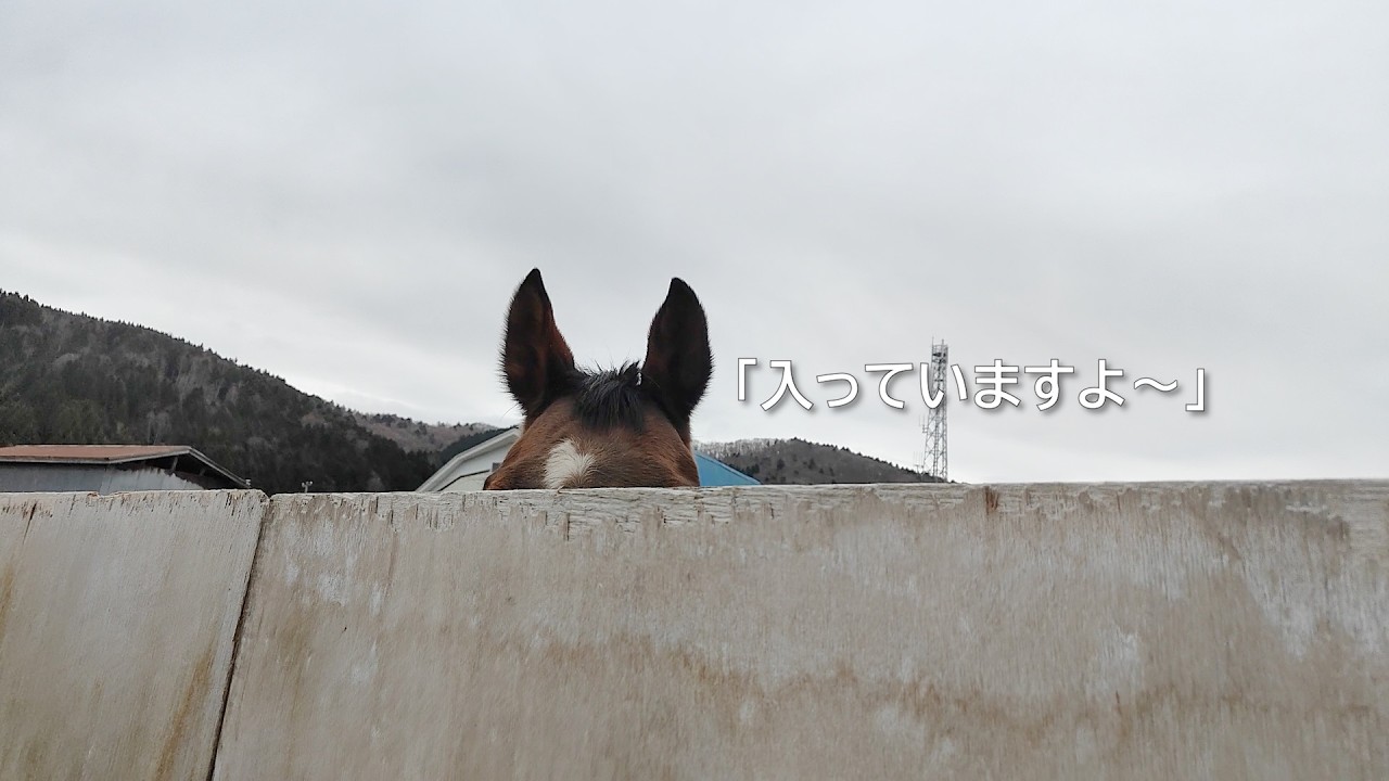 ノックすると耳を出してお返事／テンセイフジ＆ナムラシゲコ
