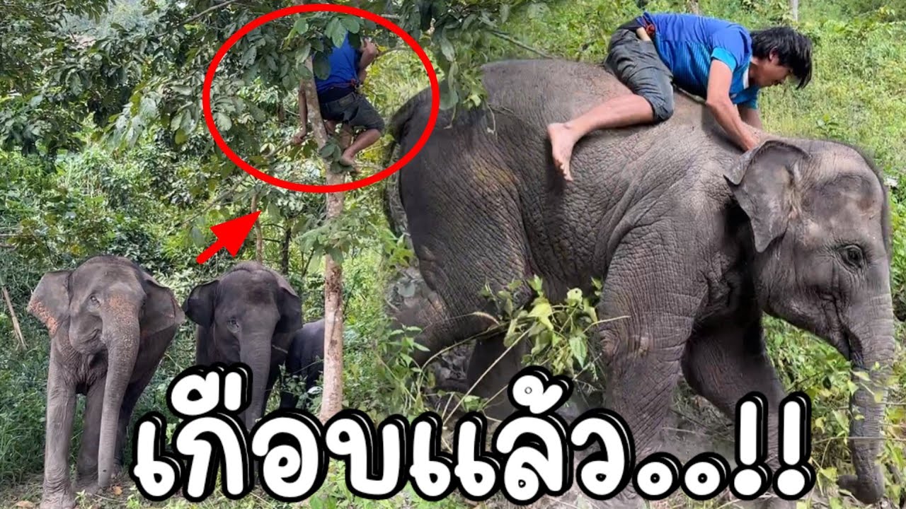 จูเนียร์ลุกลี้ลุกลน ‼️พยามช่วยพ่อจ๋า กลัวพ่อตกต้นไม้ เอ็นดูมาก