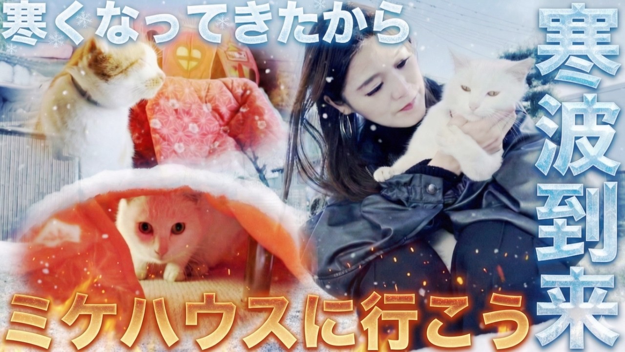 【緊急】寒波到来！三毛猫家族の命を守る防寒強化大作戦！［三毛母猫の子猫］
