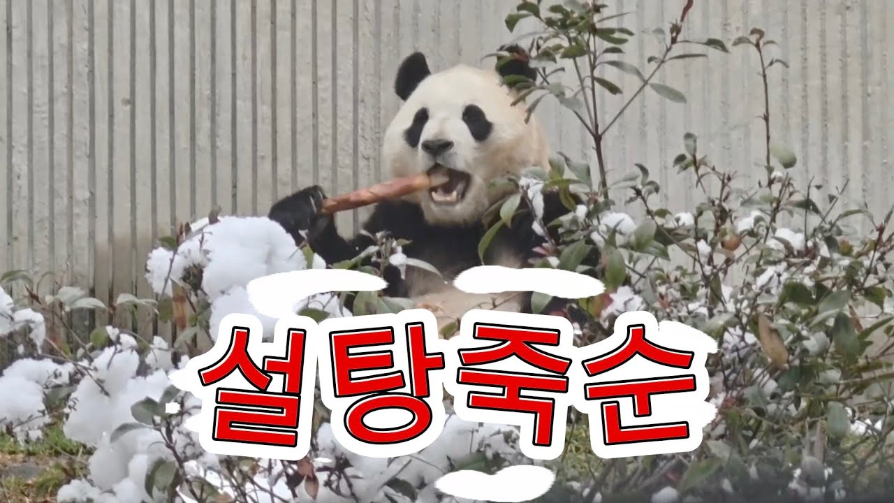 2/8 푸바오실시간 마감전 내실에서 사과까지🍎 푸야덕에 행복한 하루였네요