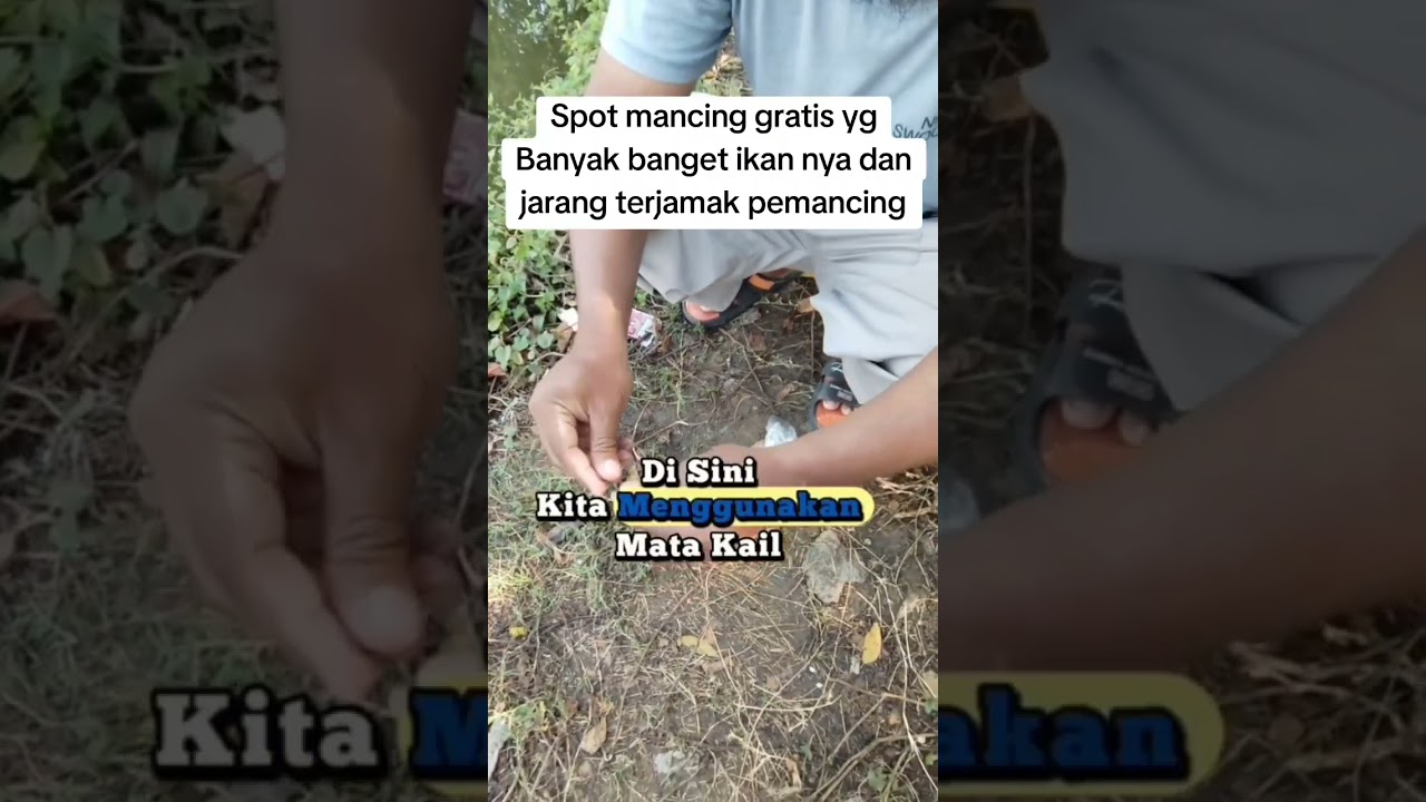 di spot ini ikan nila nya pada kelaparan #mancing#spotmancing#spotmancinggratis#spotikannila
