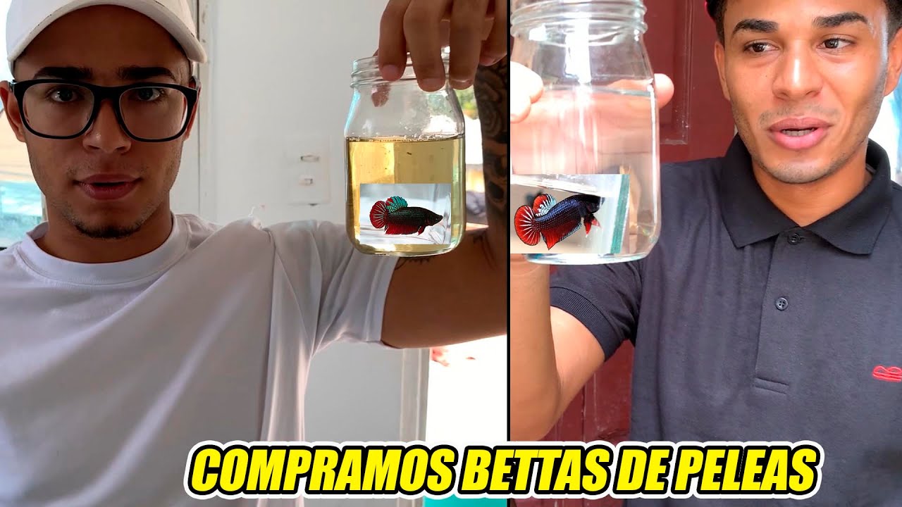 COMPRAMOS LOS MEJORES BETTAS PARA APOSTAR *QUIEN GANARÁ*😱