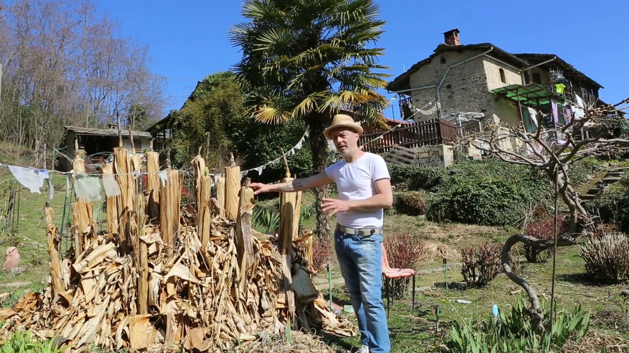Video 65   Musa basjoo - Il #Banano, come coltivarlo.