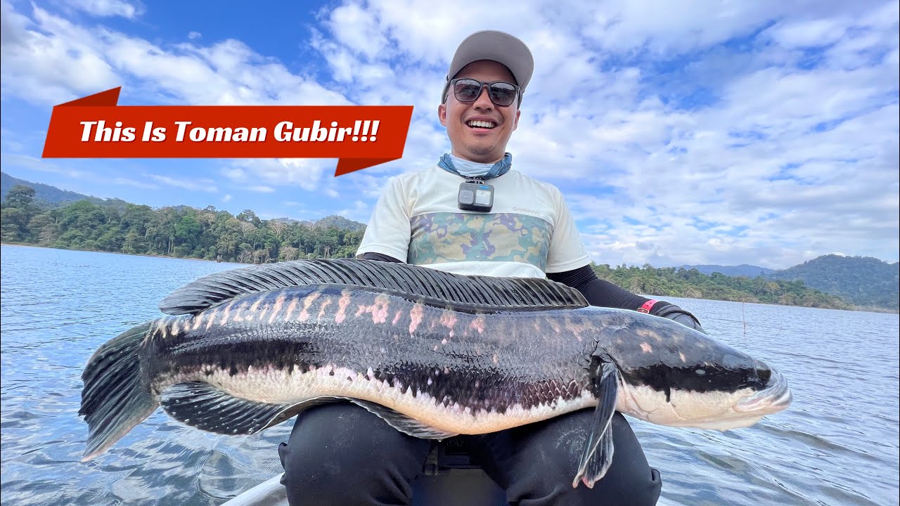 Kerakusan Toman Tasik Gubir Kedah | Kaaaraaan