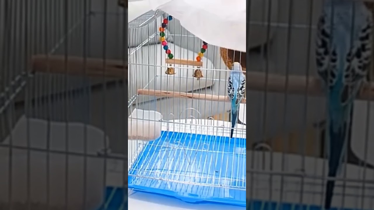 Birds Cage Seed Catcher