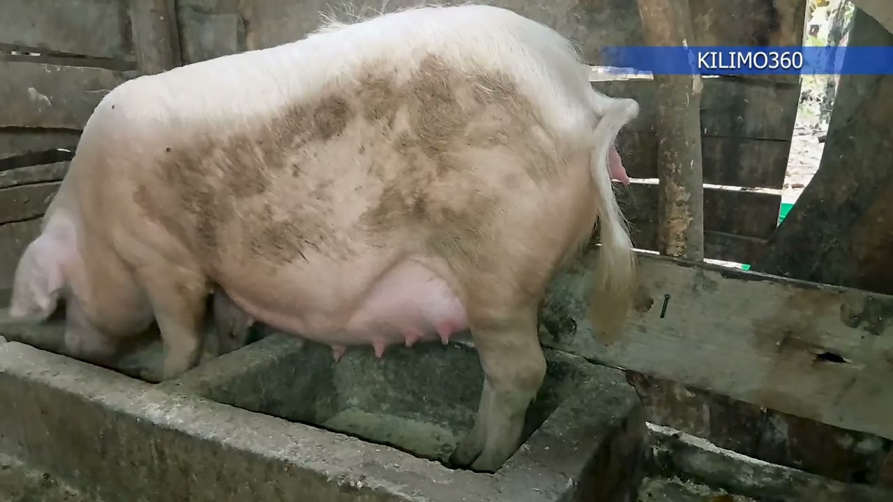 JIFUNZE HILI KWENYE HATUA ZA MWISHO ZA NGURUWE KUZAA