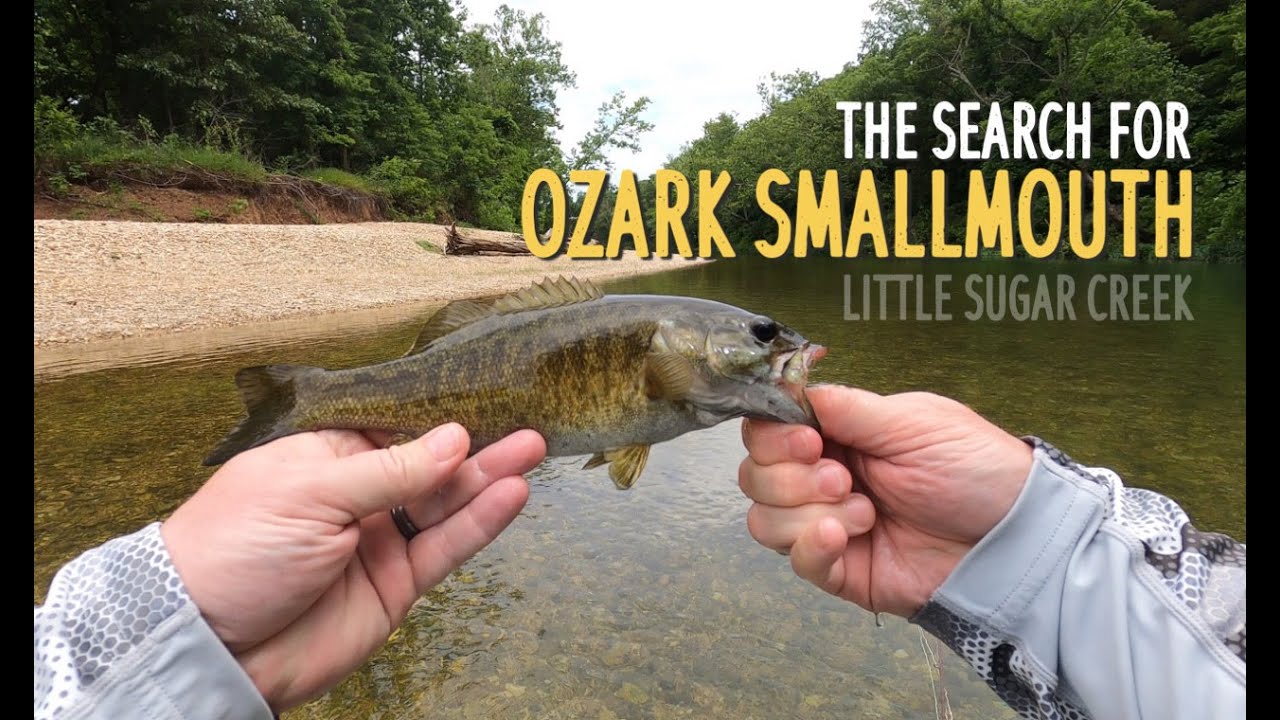 Fly Fishing For Ozark Smallmouth Bass | Little Sugar Creek | Jane Missouri