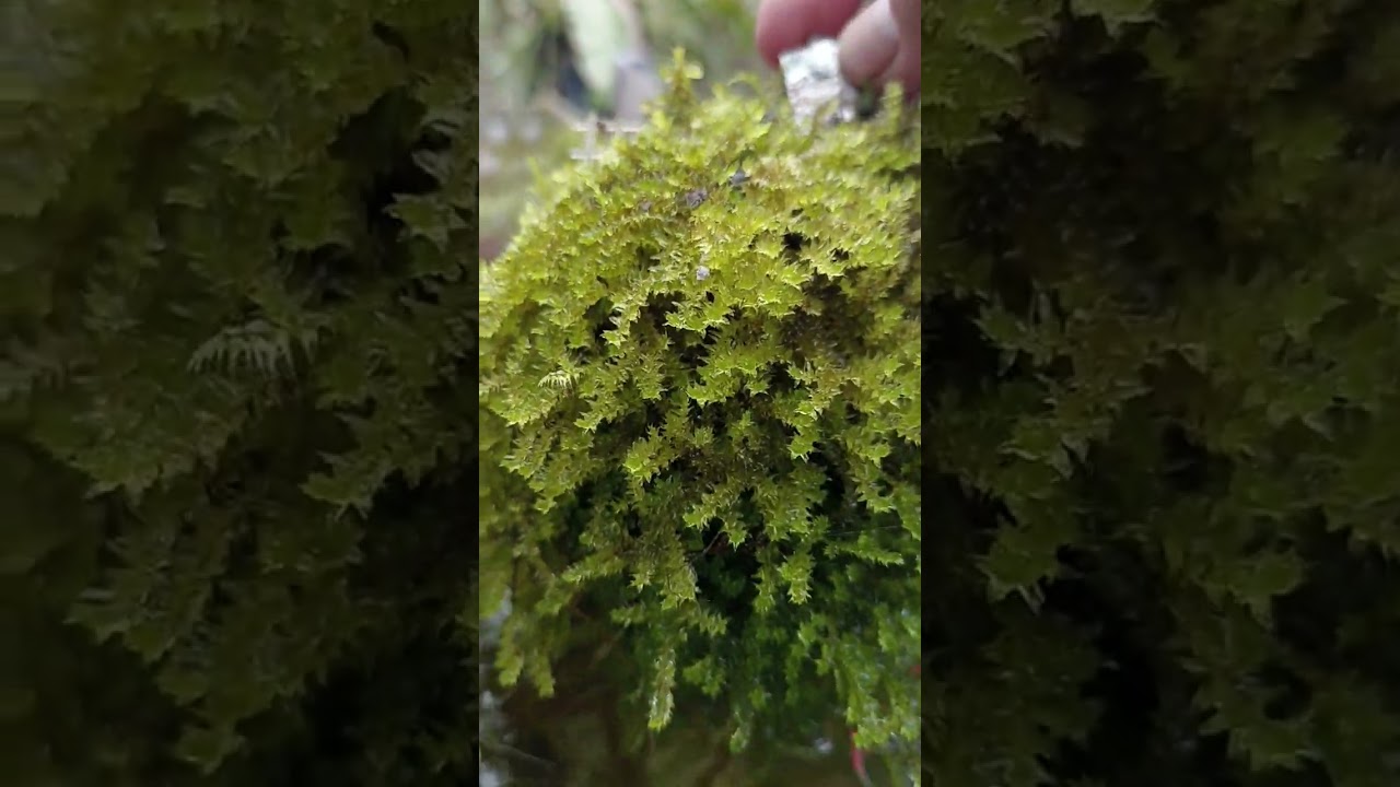 Combatir algas en cultivo de  plantas tapizantes emergidas 