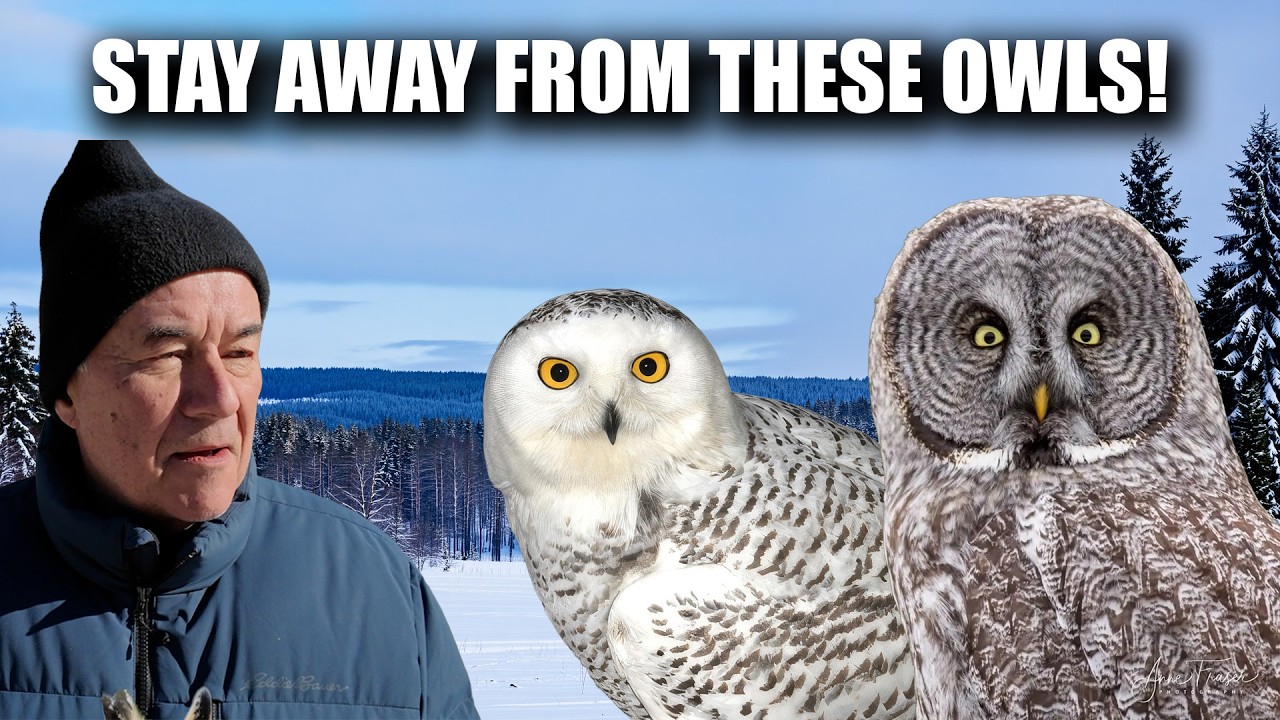 Watch RARE Birds CAREFULLY