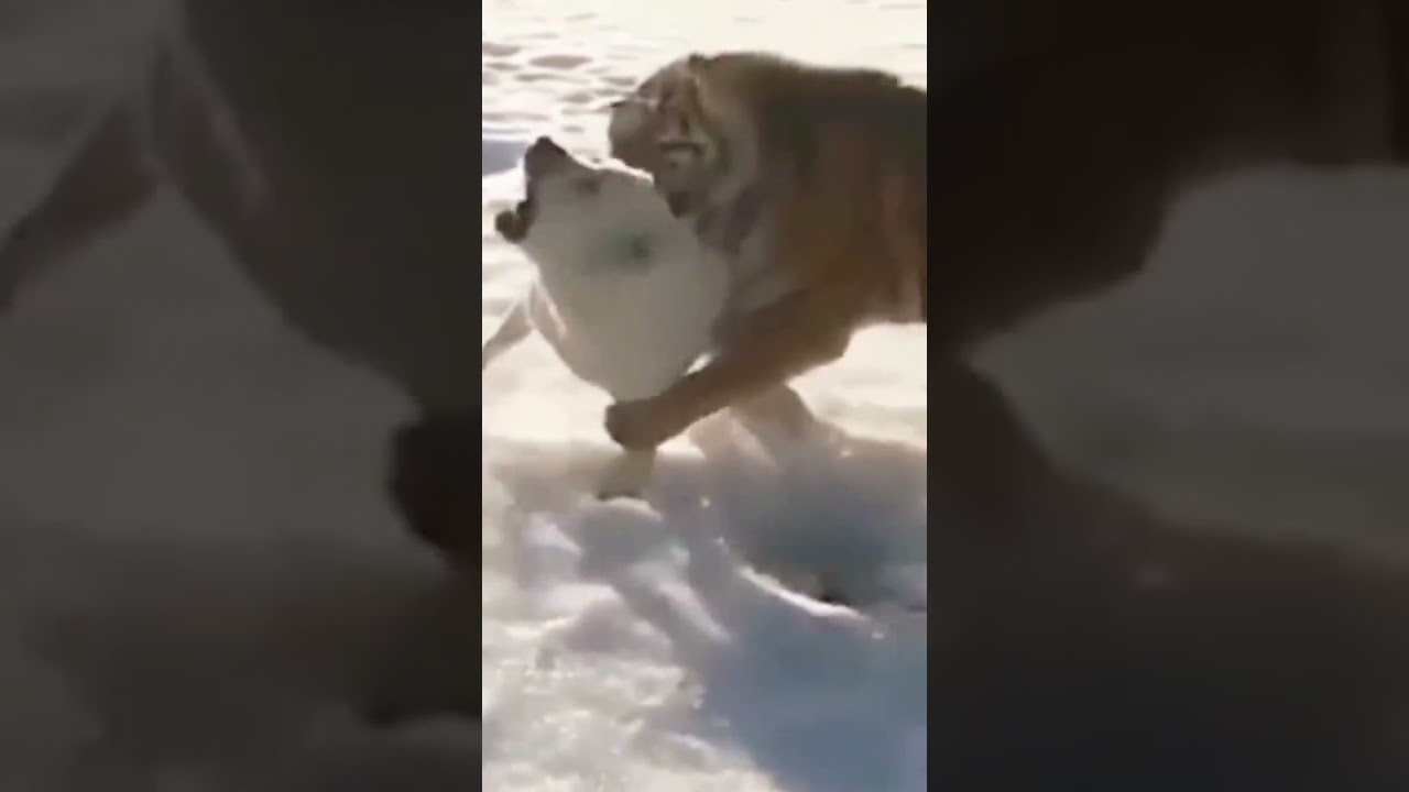 Tiger attack Dog #amazing #amazinganimals #shortsvideo #shorts