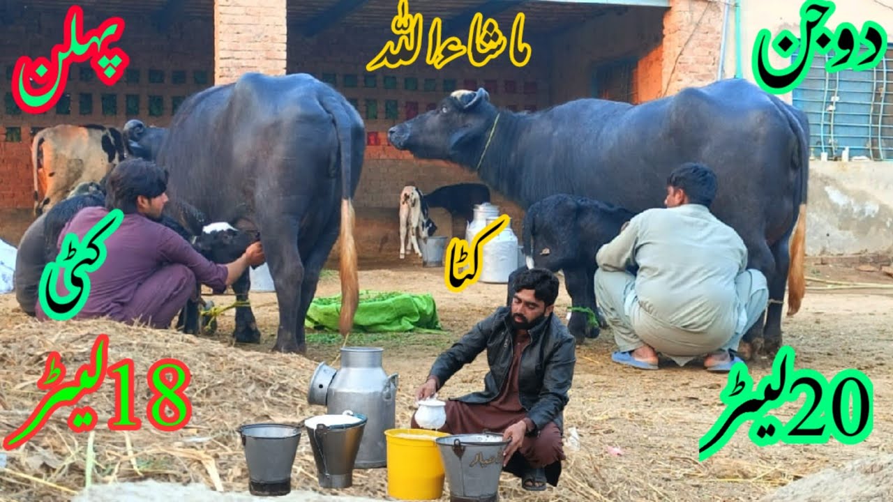 پیورنیلی کی جھوٹیاں مگرکٹی برائے فروخت#NiliRave Buffalos forsale in punjabon YouTubesale 03065110914