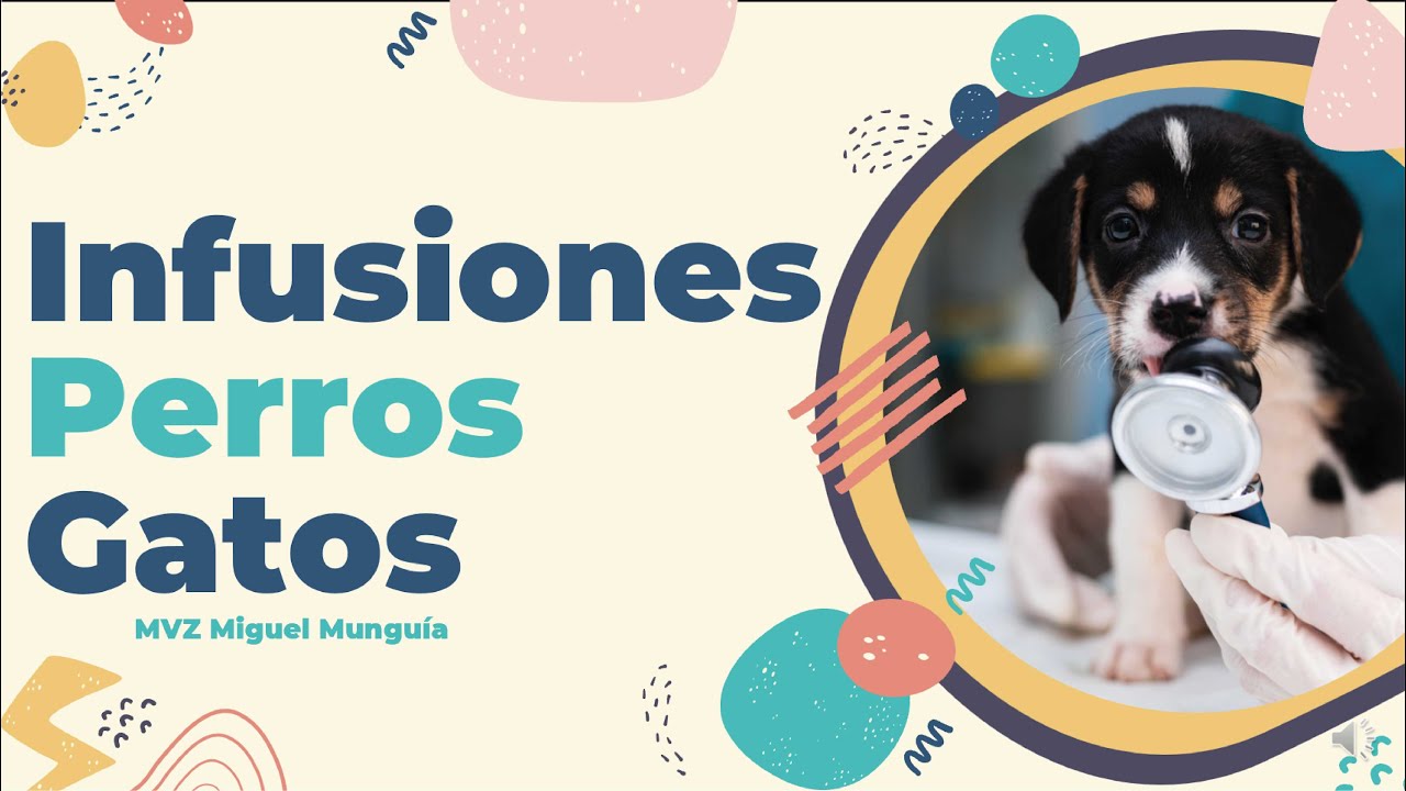 Infusiones continua en perros y gatos (Explicado)