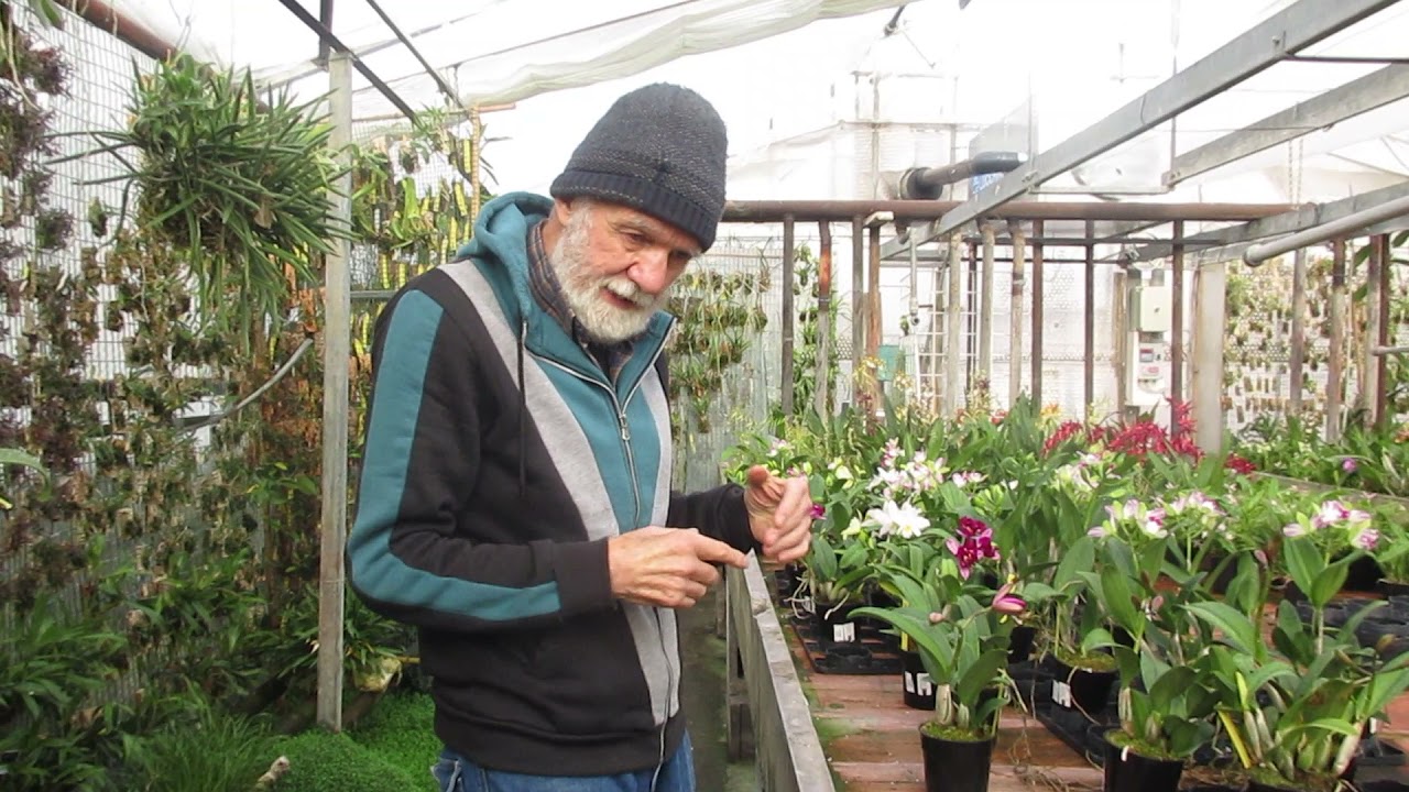 le malattie delle orchidee, il ragnetto rosso, piccolissimo ma pericoloso