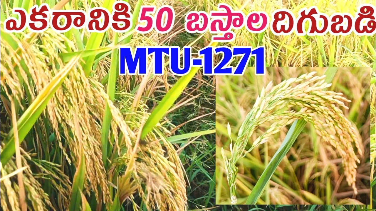 best paddy seeds for kharif || highest yielding paddy variety in india