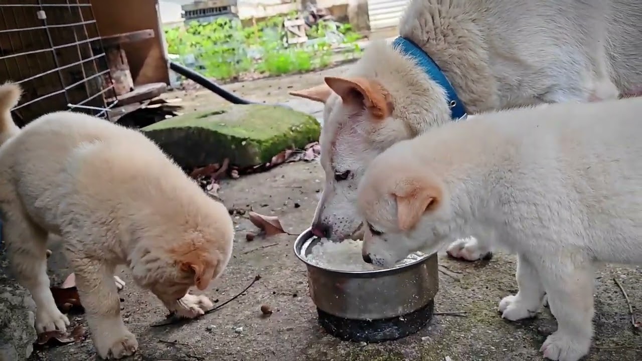 同样是妈妈，一边护食成性咬得小狗嗷嗷大叫一边其乐融融开心干饭