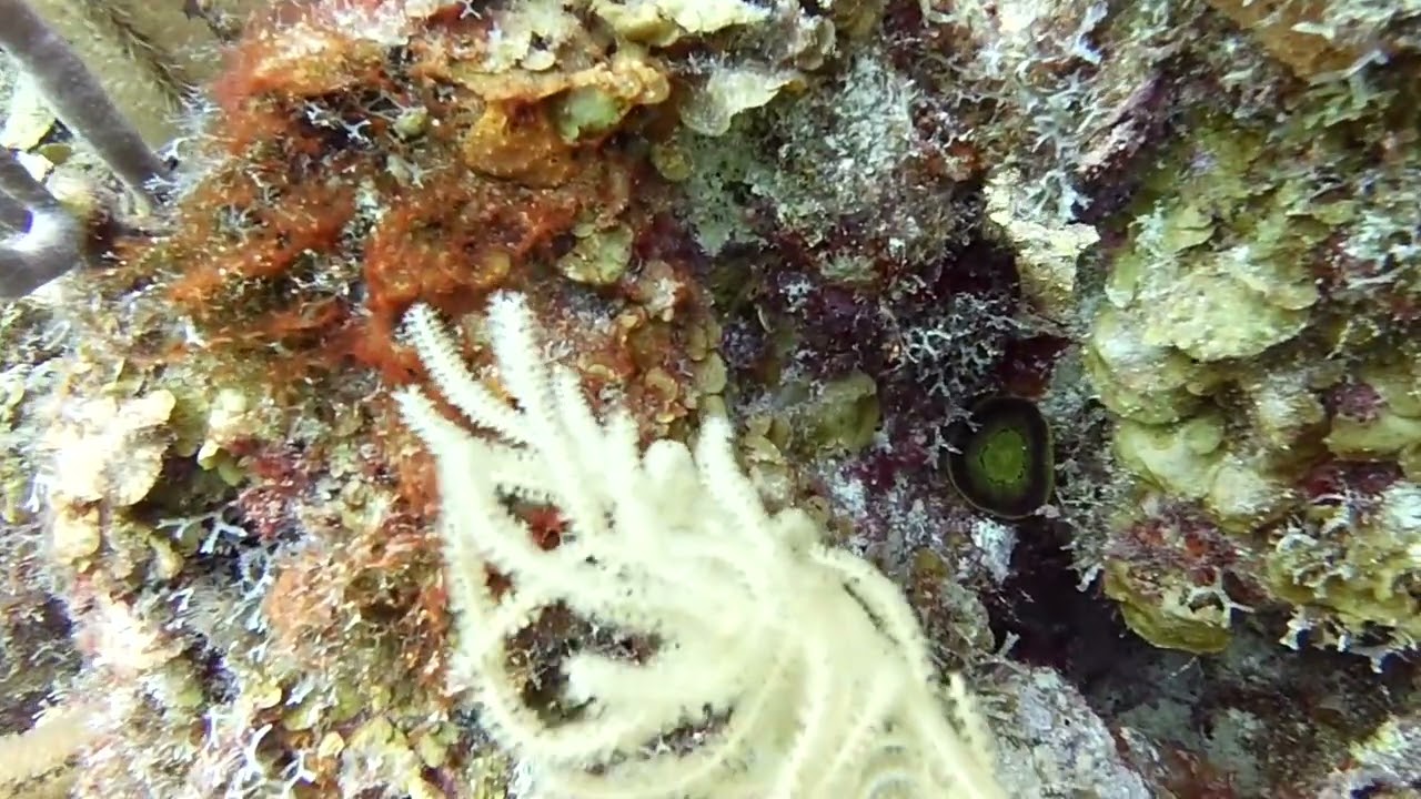 Scuba Diving Bonaire – Karpata