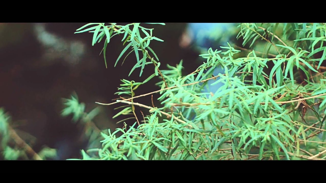 Japanese Wallpaper - Forces Ft. Airling (Official Video)