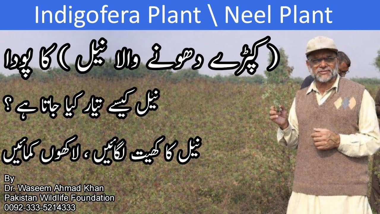 An Introduction To Neel Plant | Indigofera | Kapray Dhonay Wala Neel Kis Trha Tyar Kiya Jata Hai ?