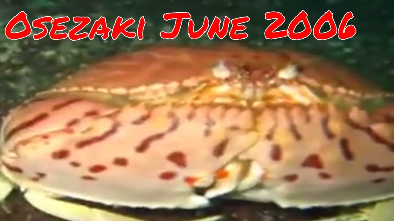 Osezaki June 2006 - Discovery Divers Tokyo